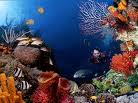Dalam Laut Bunaken